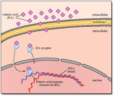 Steroid hormone receptor pathway